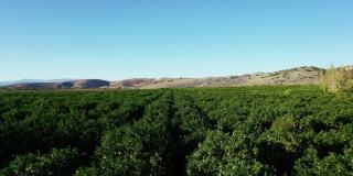 无人机俯瞰种植园的绿色柑橘树和田地。飞行在农业农场园艺景观的背景镜头