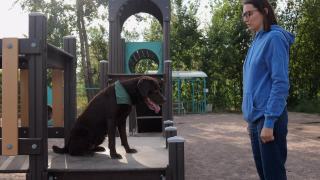 一个女人和一只拉布拉多猎犬在操场上训练狗。训犬人或宠物主人教狗遵守命令视频素材模板下载