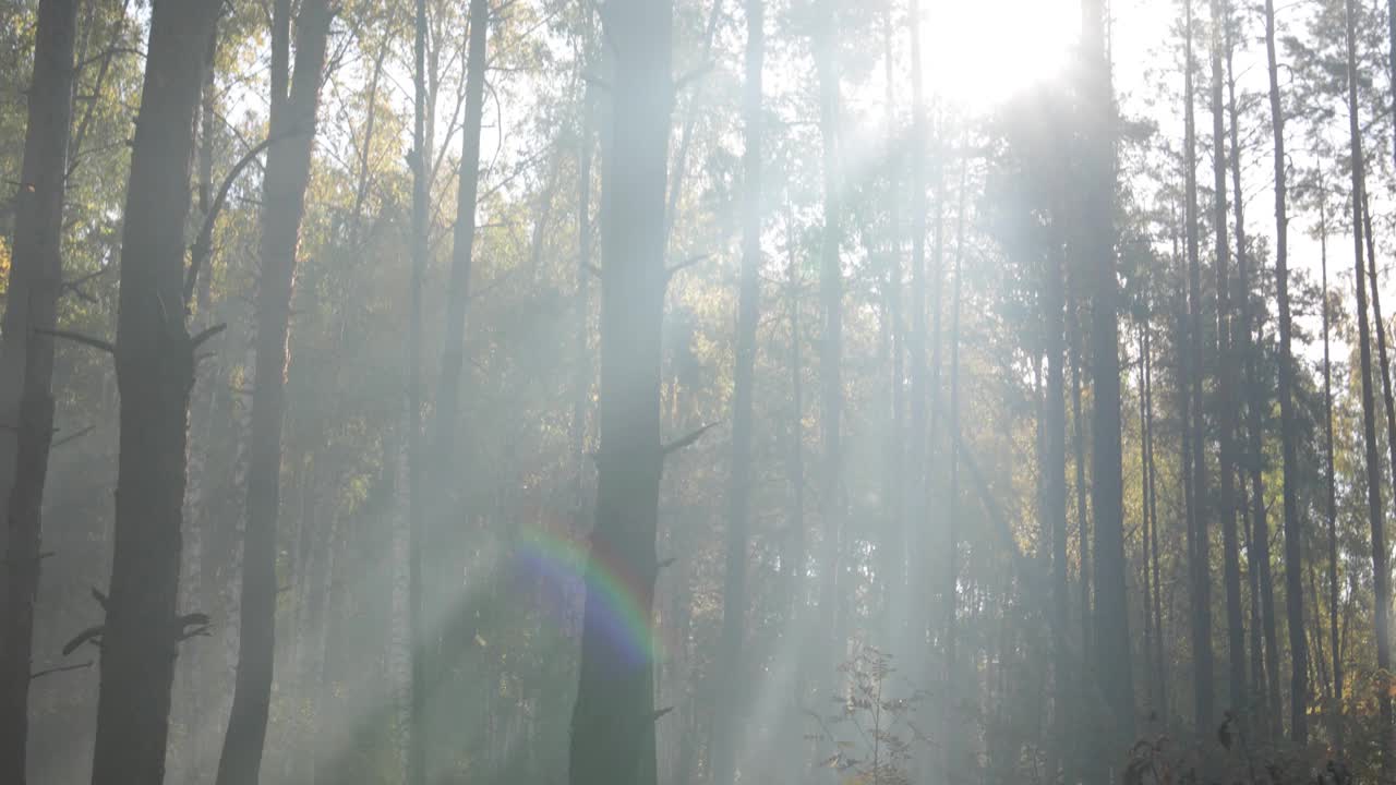 阳光透过雾照射进来。早上秋天的森林。