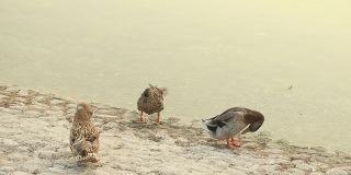 三只鸭子在阿联酋阿布扎比的池塘里清洗自己