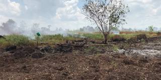 热带雨林的树木燃烧与烟雾在非法砍伐为农业开放区域。森林砍伐、环境破坏、气候变化和全球变暖的概念。马来西亚沙巴