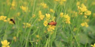 蜜蜂采蜜黄芥末花