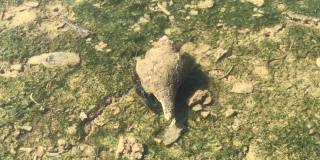 角螺，是波龟科海洋腹足类软体动物的一种。它生长在红树林中