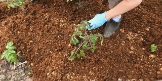 园丁在花园里用护根物覆盖草莓床