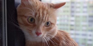 可爱的姜猫特写。美丽的大眼睛。一只美丽的毛茸茸的猫坐在上面