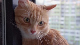 可爱的姜猫特写。美丽的大眼睛。一只美丽的毛茸茸的猫坐在上面视频素材模板下载