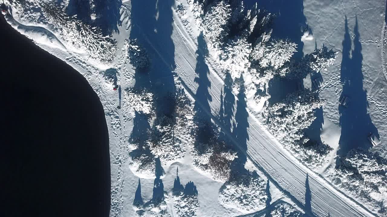 冬天森林里的雪