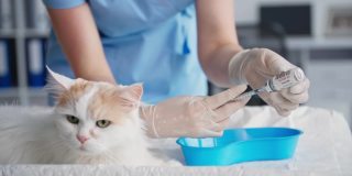 大流行期间，一名年轻的女兽医在兽医诊所为宠物注射疫苗，以防止危险的病毒和感染