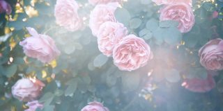 阳光下美丽的粉红色玫瑰。夏天的花园有阳光和