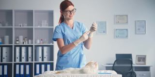 宠物健康，友好的妇女戴眼镜兽医注射毛绒绒的猫预防疾病的药物在医务室