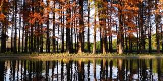 水边黎明红杉反映在水在阳光明媚的秋日，4k镜头慢动作效果。
