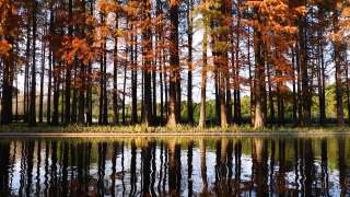 水边黎明红杉反映在水在阳光明媚的秋日，4k镜头慢动作效果。视频素材模板下载
