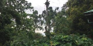 丛林里的猩猩。马来西亚婆罗洲岛的野生动物。这只小猩猩正在爬上树枝。
