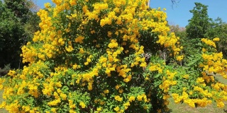 美丽的黄色接骨木花或tecoma stan在花园里。