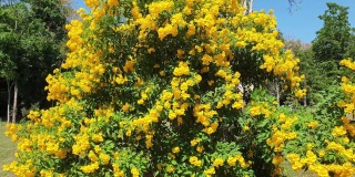 美丽的黄色接骨木花或tecoma stan在花园里。