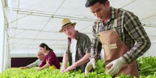 多样化工人在农家水培大棚共同耕作，幸福人们精心把根菜无土架品质检验和浓缩有机农业健康食品