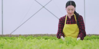 亚洲小业主温室水培农场业主手握新鲜蔬菜收获绿色产品，以愉悦和幸福的理念种植有机蔬菜和健康食品