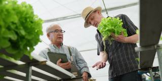 亚洲大龄男性检查温室水培农场质量与高加索买家洽谈种植绿色新鲜蔬菜在水培系统农场种植有机蔬菜产品