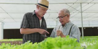 亚洲大龄男性检查温室水培农场质量与高加索买家洽谈种植绿色新鲜蔬菜在水培系统农场种植有机蔬菜产品