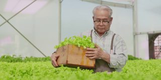 亚洲老年男性企业家观察在水培农场种植有机芝麻菜。水菜共生农场的平板，可持续商业人工照明，有机蔬菜种植的概念