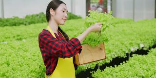 亚洲小业主温室水培农场业主手握新鲜蔬菜收获绿色产品，以愉悦和幸福的理念种植有机蔬菜和健康食品