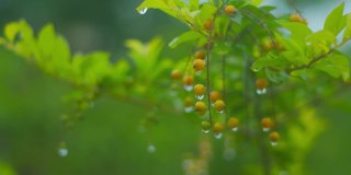 近距离拍摄的绿色植物与浆果在雨中