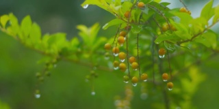 近距离拍摄的绿色植物与浆果在雨中