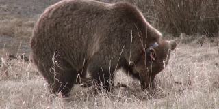 棕熊挖根吃