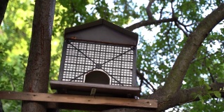 用木板和塑料盒在树枝上自制的鸟窝
