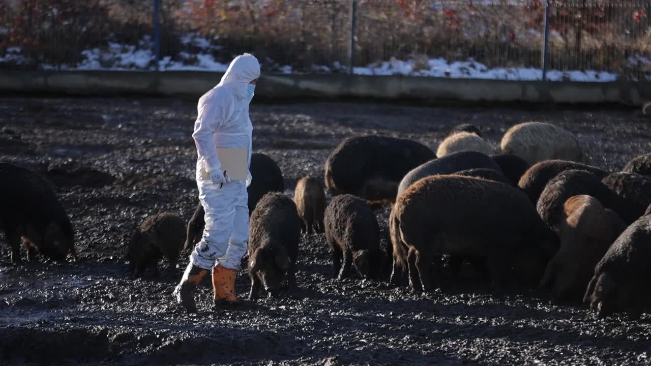 在农场，一位面目全非的兽医正在检查一群白眉猪