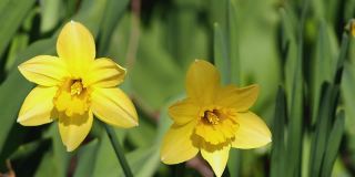 黄色的水仙花在春天盛开的特写镜头，在树叶模糊的绿色背景上随风摇曳。复活节水仙花儿。可以用在母亲节或情人节吗