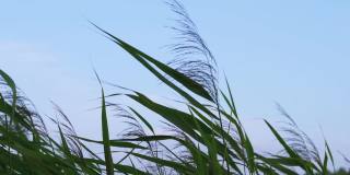 绿草和茎上的小穗在蓝天下随风摇曳。慢动作视频，草地播蓟