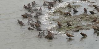 一大群正在洗澡的欧椋鸟
