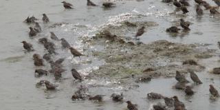 一大群正在洗澡的欧椋鸟