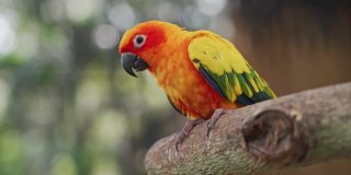 彩色鹦鹉鸟肖像，嘴，橙色的头和彩色的羽毛。费舍尔的爱鸟有一个美丽的颜色在一个笼子里。