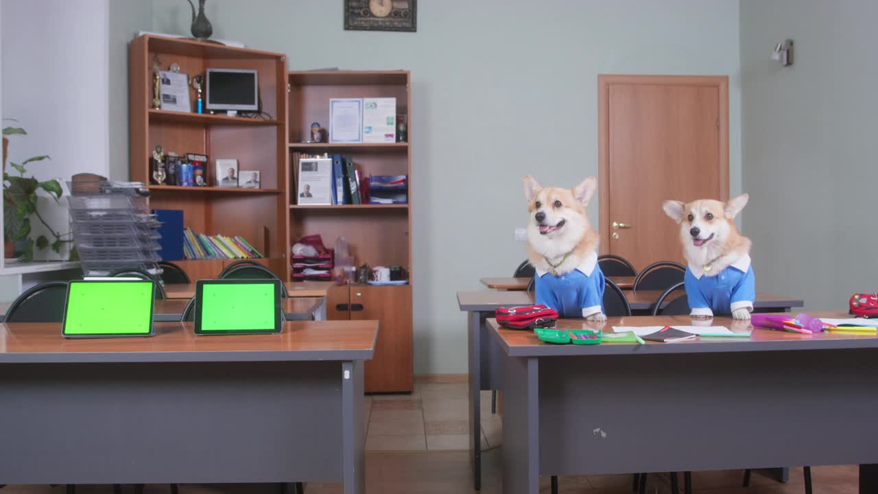 在教室里，一对毛茸茸的威尔士柯基犬彭布罗克穿着带领的蓝色西装坐在书桌旁，旁边是带chromakey屏幕的平板电脑