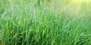 在一个阳光明媚的早晨，缓慢运动的绿色春天草与大露珠。存在影响。4 k慢动作。