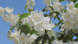 一个阳光明媚的夏日，灌木上的茉莉花。视频素材模板下载