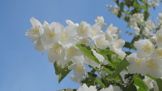 一个阳光明媚的夏日，灌木上的茉莉花。视频素材模板下载