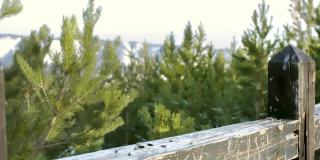 在寒冷的冬天，可爱的野生小鸟柳山雀在松树森林公园的观景台的木栏杆上吃种子