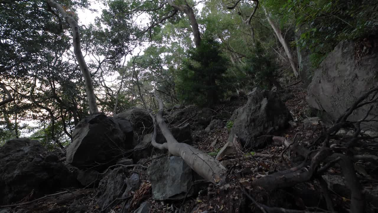 一片混乱的雪松林上有石头和枯叶。
