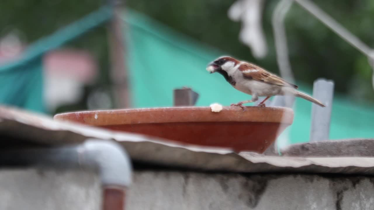 麻雀