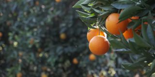 橘子树上多汁的新鲜橙子