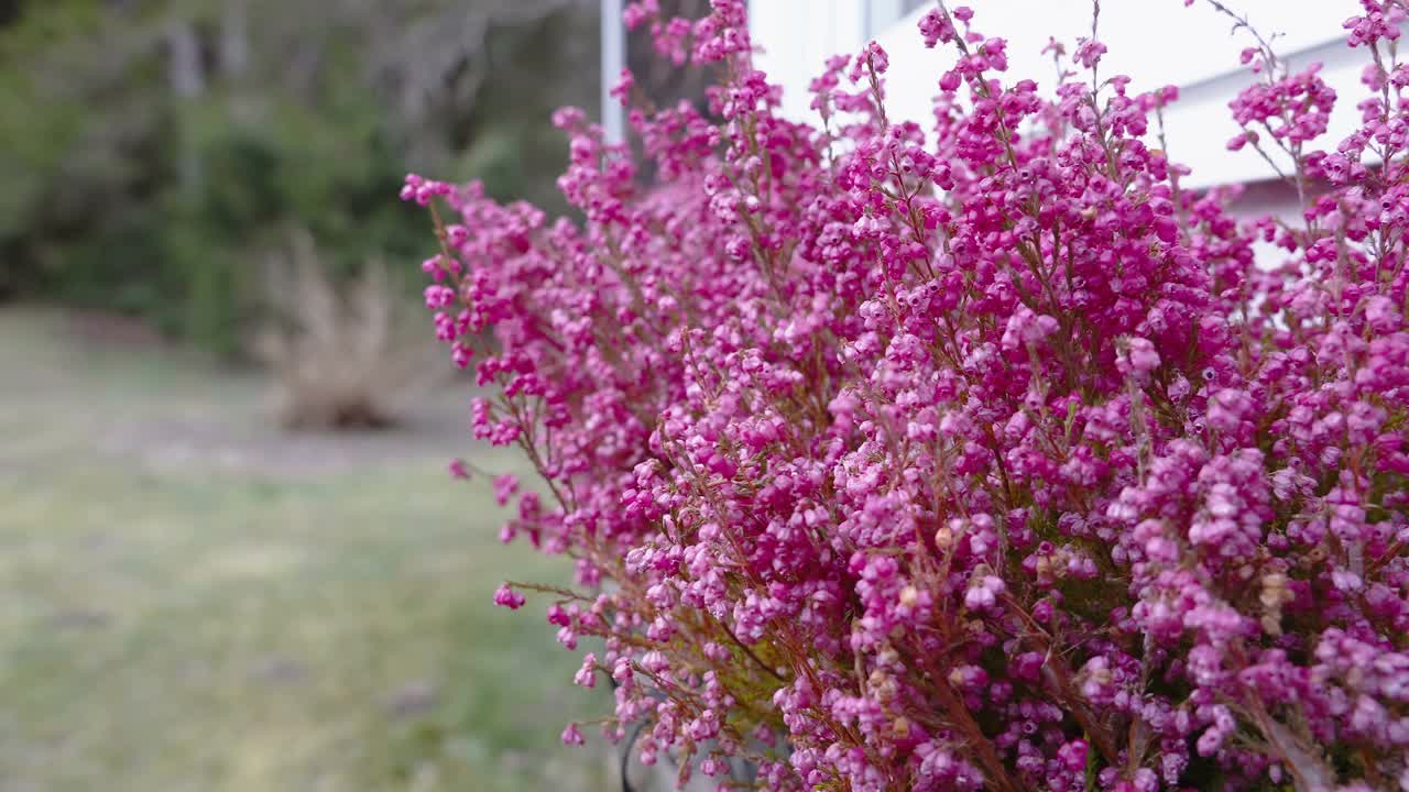 爱沙尼亚花园外的紫色石南花