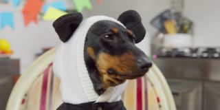 可爱的腊肠狗的肖像，穿着有趣的温暖夹克，戴着带有熊猫耳朵的帽子，在为庆祝化妆舞会而装饰的房间里吠叫，正面视图