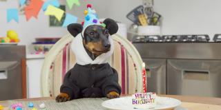 腊肉狗穿着带着滑稽熊猫耳朵的连帽衫，戴着节日帽正坐在餐桌前，面前摆着生日蛋糕和蜡烛，准备甜点，房间里布置着庆祝派对