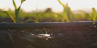 水从滴灌带滴入土壤，是玉米树苗种植的农业滴灌系统