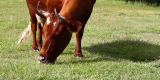 牛在草地上吃草，特写。