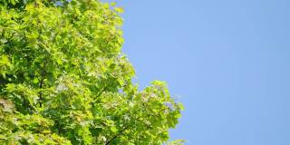 绿色的大枫叶在微风中摇曳。枫叶，蓝天，动叶。静态