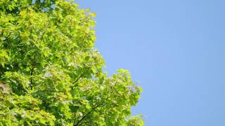 绿色的大枫叶在微风中摇曳。枫叶，蓝天，动叶。静态视频素材模板下载